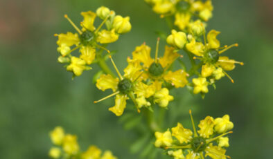 Asırlardır şifa için kullanılıyor: Sedef otu