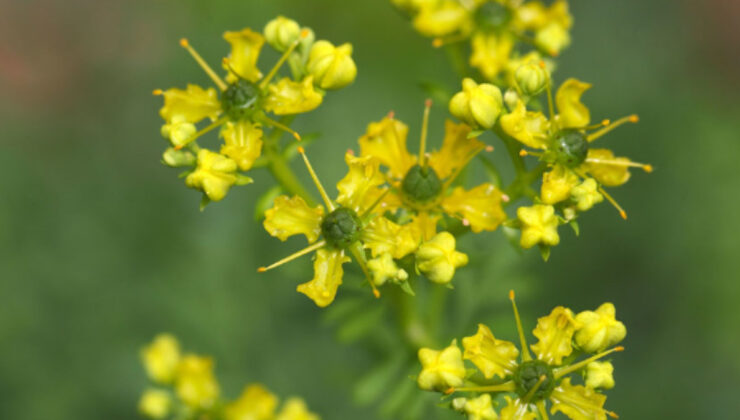 Asırlardır şifa için kullanılıyor: Sedef otu