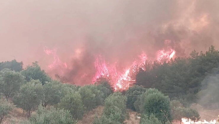 Ataşehir’de orman yangını!