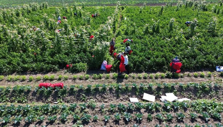 Bafra Ovası’nda hasat başladı: Avrupa ülkelerine kasa kasa gönderiliyor…