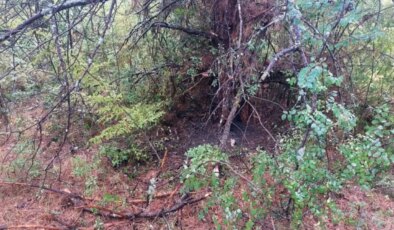 Bartın’da 1 saatte 4 ağaca yıldırım düştü