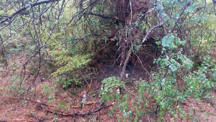 Bartın’da 1 saatte 4 ağaca yıldırım düştü