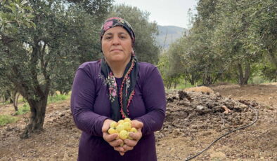 Belen’in şifa deposu lezzetinde hasat başladı: Kilosu 200 TL…