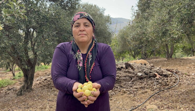 Belen’in şifa deposu lezzetinde hasat başladı: Kilosu 200 TL…