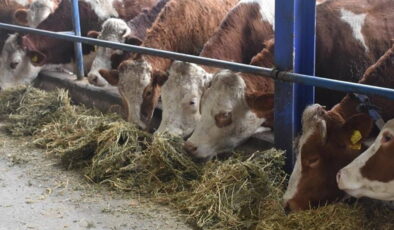 Besicilerin kabusu geri döndü… 69 köyde acil karantina başladı: Hayvan giriş-çıkışı yasaklandı!