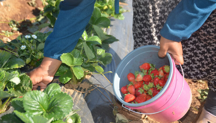Bilecik’te 25 yıllık işlerini yürütemediler: Çilekle 30 kat rekolteye çıktılar