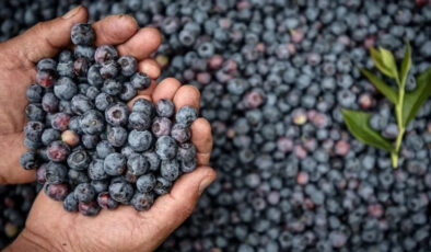 Bilim açıkladı: Bir ısırığı bile bebeklerin bağışıklığını uçuruyor