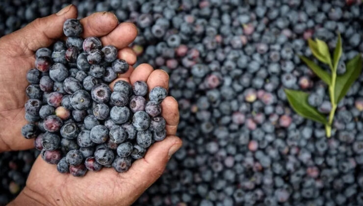 Bilim açıkladı: Bir ısırığı bile bebeklerin bağışıklığını uçuruyor