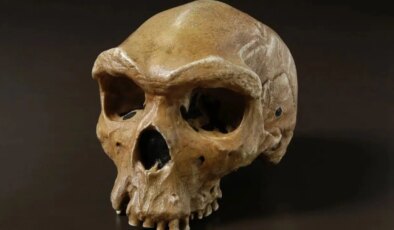 Bilim insanlarını şaşkına çeviren keşif: Yarım milyon yıllık “İnsana Ait Olmayan” kafatası
