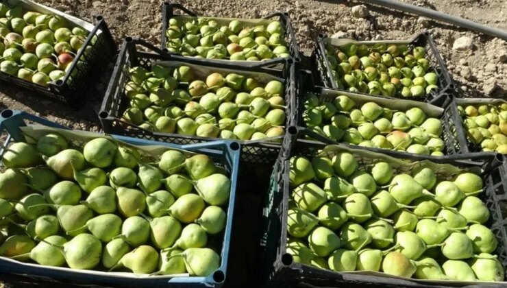 Bin 800 rakımda üretiliyor: Kilosu 70 TL