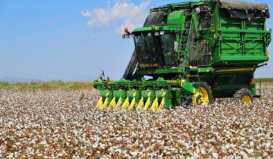 Bir dönemin beyaz altınıydı! Kuraklık rekolteyi vurdu…