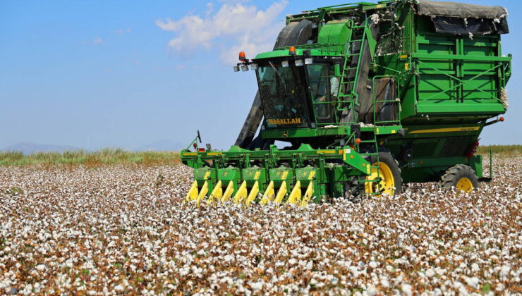 Bir dönemin beyaz altınıydı! Kuraklık rekolteyi vurdu…