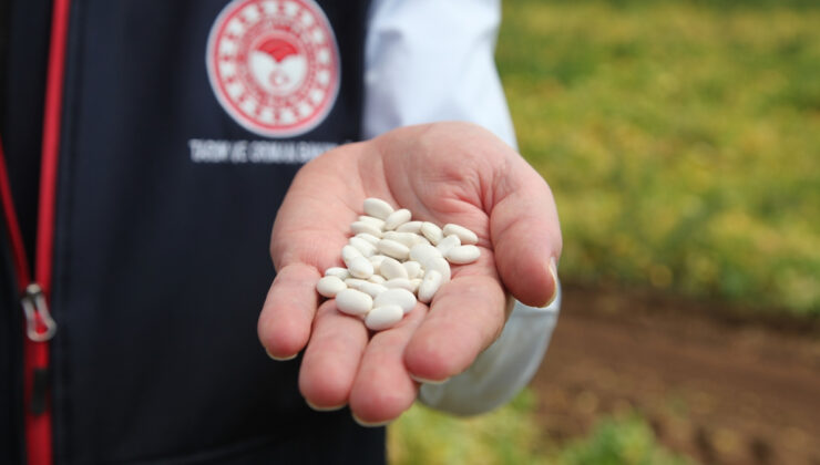 Bitlis’te kuru fasulye hasadından yüksek verim bekleniyor