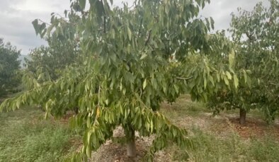 Bölgenin geçim kaynağıydı! Bu yıl tek bir mahsul bile vermedi: 5 milyon dolarlık kayıp….