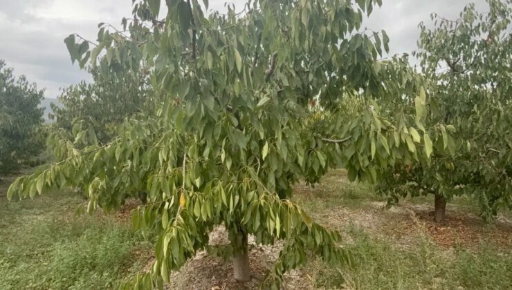 Bölgenin geçim kaynağıydı! Bu yıl tek bir mahsul bile vermedi: 5 milyon dolarlık kayıp….