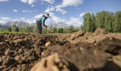 Bugün çiftçilerin hesaplarına 4,5 milyar liralık destek ödemesi aktarılacak
