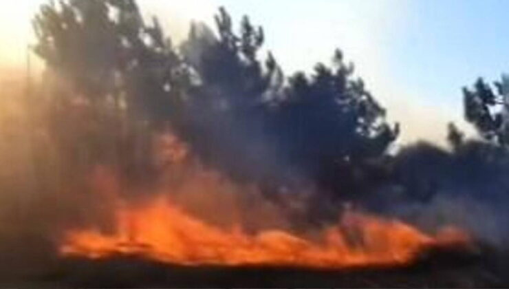 Bursa’da orman yangını
