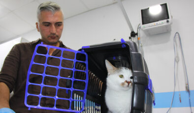 Bursa’dan taşınan ‘Paşa’ kedi depresyona girdi