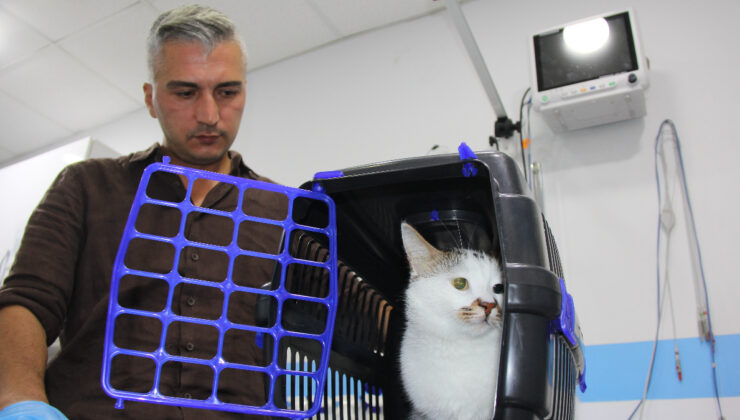 Bursa’dan taşınan ‘Paşa’ kedi depresyona girdi