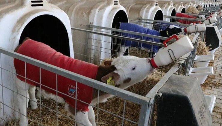 Buzağı desteği başvuru tarihleri ne zaman? Buzağı desteği başvuru şartları neler?