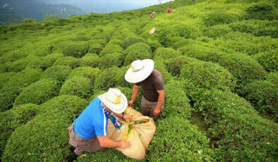 ÇAYKUR’dan yoğun yaş çay hasadı nedeniyle kapasite uyarısı