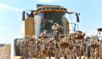 Ceylanpınar Tarım İşletmesi’nde ayçiçeği hasadı yapılıyor
