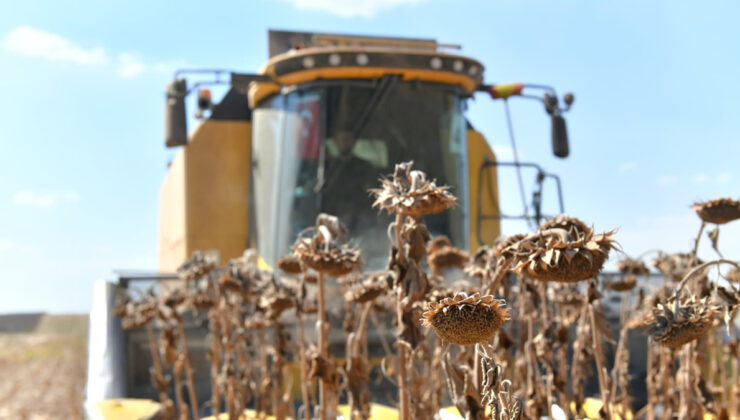 Ceylanpınar Tarım İşletmesi’nde ayçiçeği hasadı yapılıyor