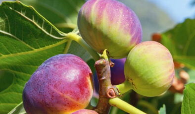 CHP’li Yıldız: ‘Böyle devam ederse incir üreticisi toprağını terk etmek zorunda kalacak’
