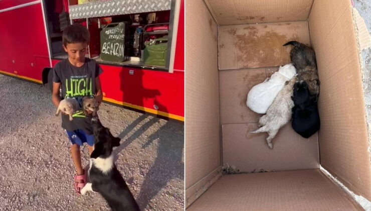 Çocuklar ihbar etti: Yavru köpekler kurtarıldı