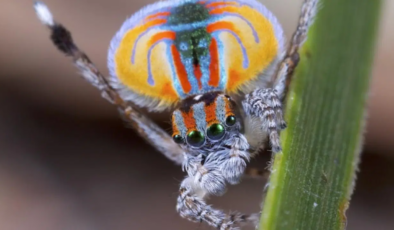 Dansçı örümceğin “karanlık DNA’sı” bilim insanlarını büyüledi
