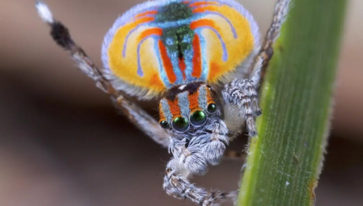 Dansçı örümceğin “karanlık DNA’sı” bilim insanlarını büyüledi