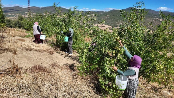 Demirci’de hasat başladı: 150 ton rekolte bekleniyor…