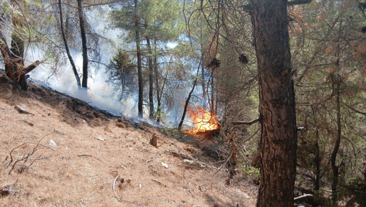 Denizli’nin Buldan ilçesinde orman yangını