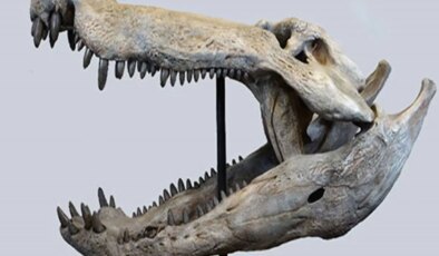 Dinozorlarla beslenen bir timsah keşfedildi