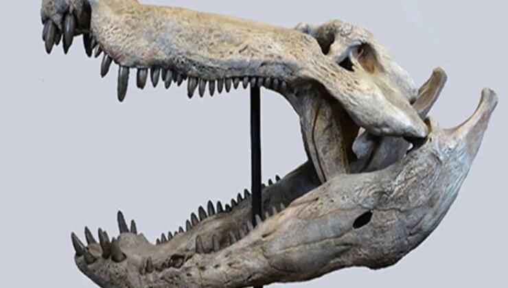 Dinozorlarla beslenen bir timsah keşfedildi