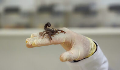 Diyarbakır’da akrep tesisi kurdu! Zehrini sağıp satıyor