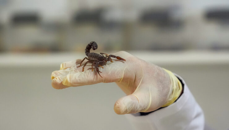 Diyarbakır’da akrep tesisi kurdu! Zehrini sağıp satıyor