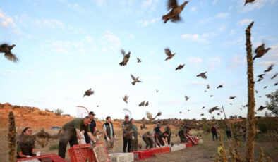 Doğada 982 bin 892 keklik ve sülünle kene mücadelesi