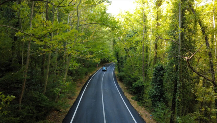 Doğanın içinde gizli yol: Safranbolu’nun ağaç tüneli
