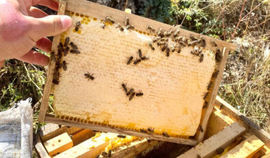 Doğu Karadeniz’de arıcılık tehdit altında