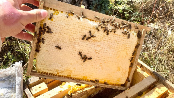 Doğu Karadeniz’de arıcılık tehdit altında