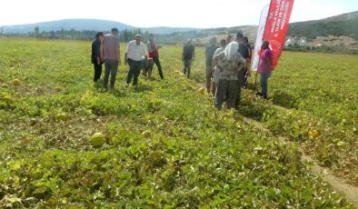 Dünyanın çıkılan değil, inilen tek yaylasında yetişiyor:  Hasadı şenlikle başladı!