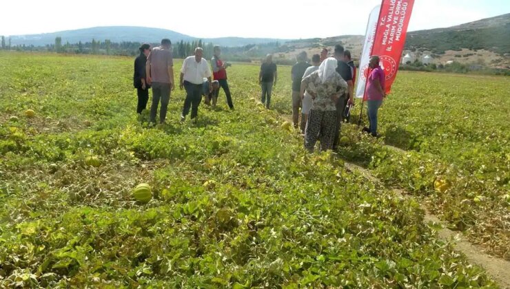 Dünyanın çıkılan değil, inilen tek yaylasında yetişiyor:  Hasadı şenlikle başladı!