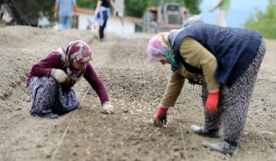 Dünyanın en pahalı baharatının ekimi başladı: Kasam ayında hasat edilecek! Kilosu 450 bin lira….