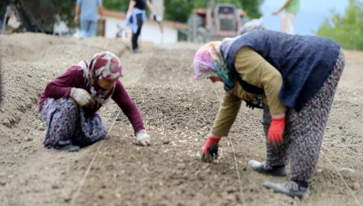 Dünyanın en pahalı baharatının ekimi başladı: Kasam ayında hasat edilecek! Kilosu 450 bin lira….