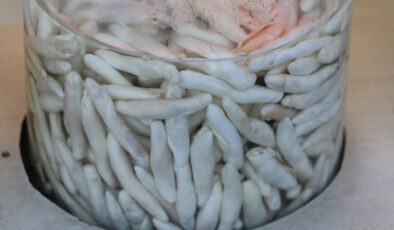 Dünyanın en pahalı sakızı: İşte kengerin faydaları