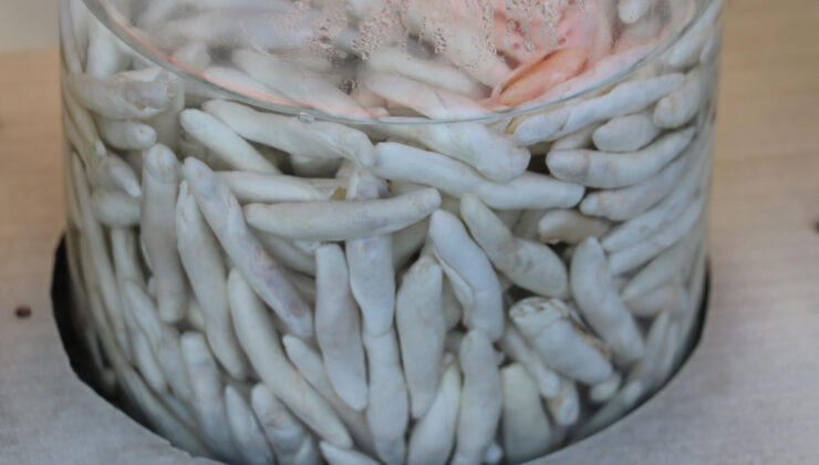 Dünyanın en pahalı sakızı: İşte kengerin faydaları