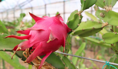 Ejder meyvesi en çok kurutulan ürünlerden