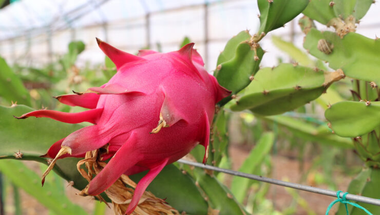 Ejder meyvesi en çok kurutulan ürünlerden