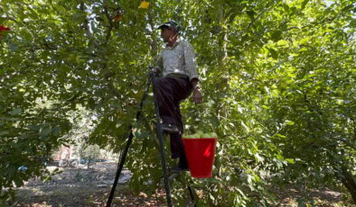 Elma diyarında hasat başladı: ‘Yüzde 80 kayıp’